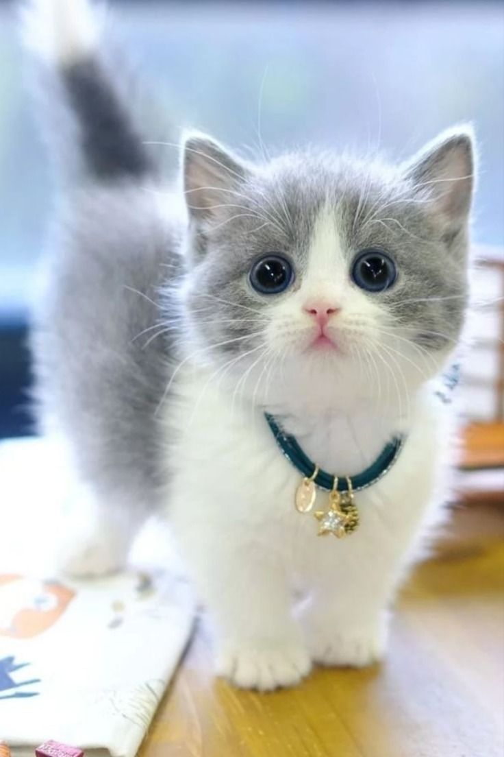 Pet photo